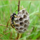 Faltenwespe mit Nest