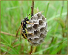 Faltenwespe mit Nest