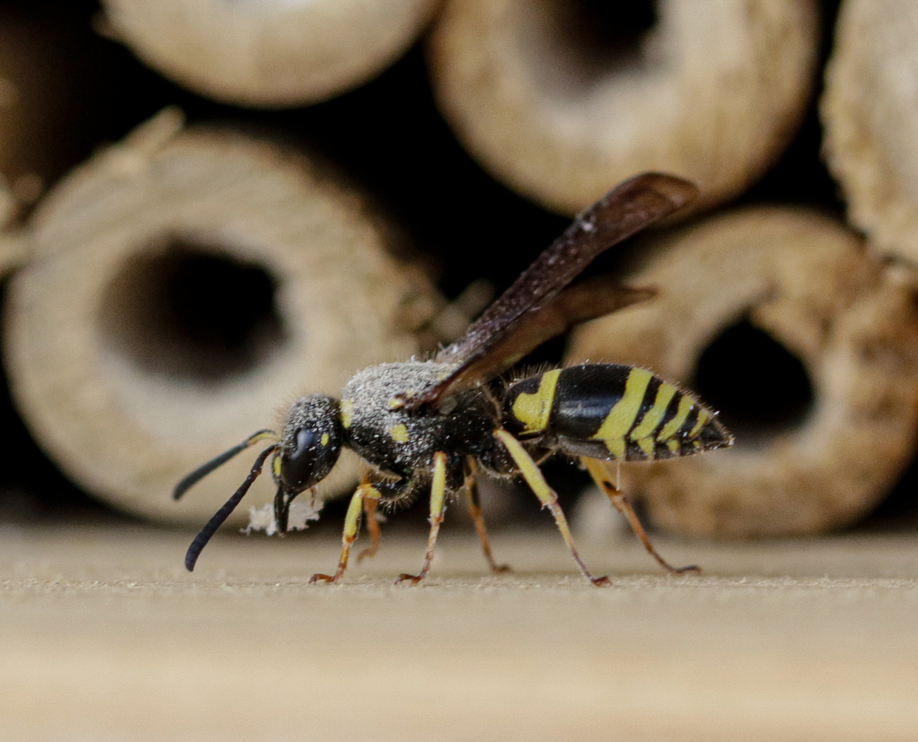 Faltenwespe_Ancistrocerus nigricornis