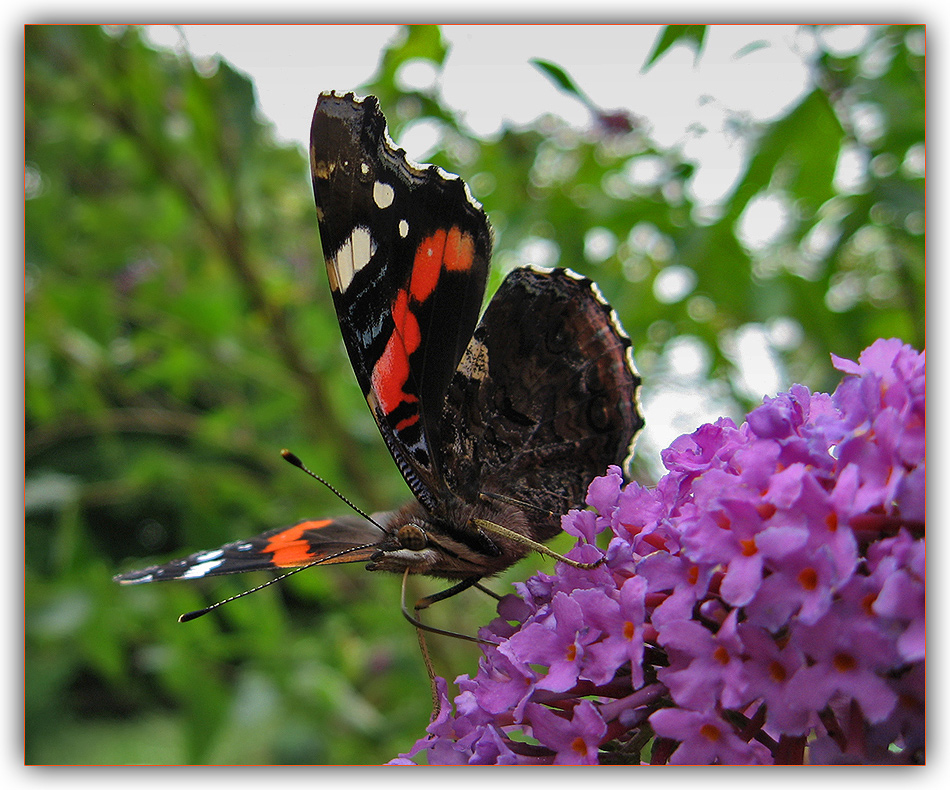 Falter Foto & Bild tiere, wildlife, schmetterlinge Bilder auf