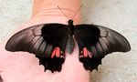 Parides iphidamas von Fröhlich Anni-Lina 