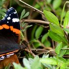 Falter "Admiral" (Vanessa atalanta)...