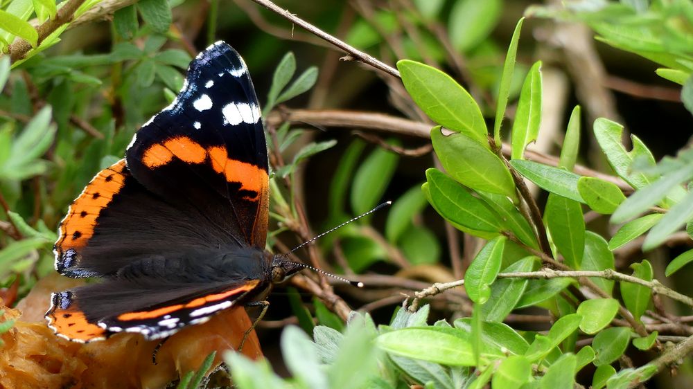 Falter "Admiral" (Vanessa atalanta)...