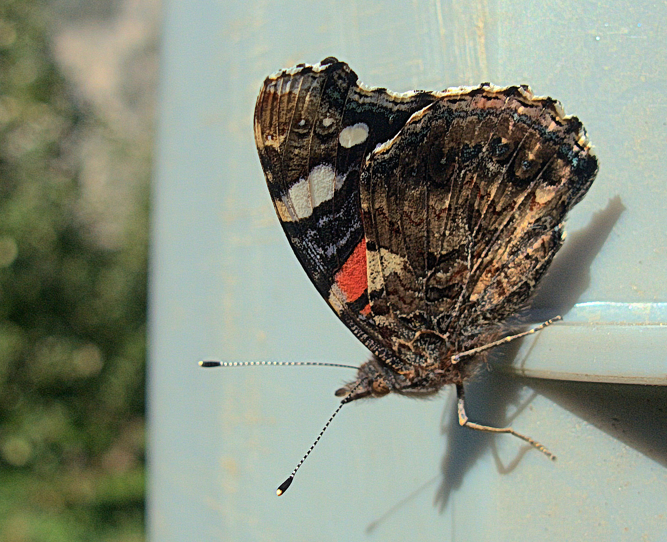 Falter am Container