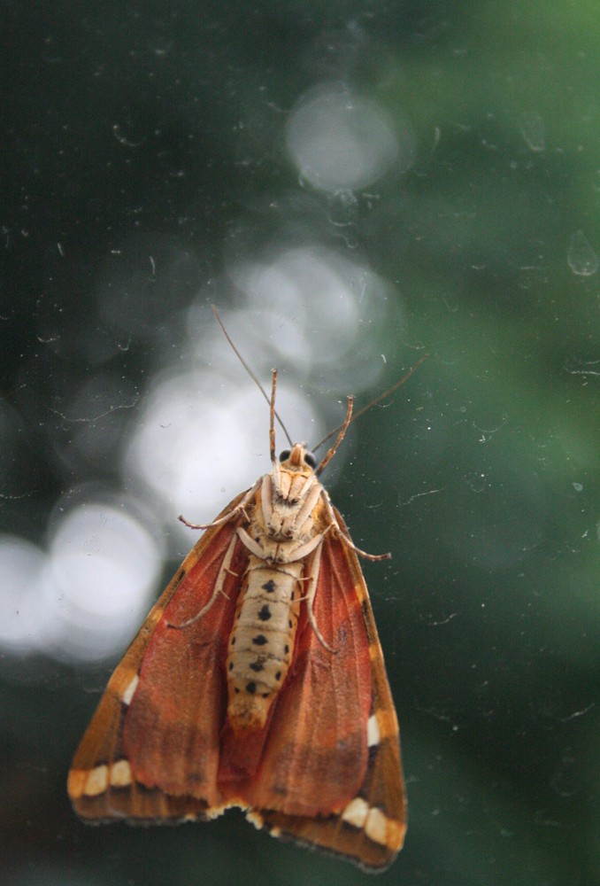 Falter am Fenster