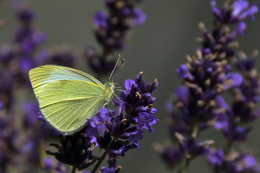 Falter am Lavendel