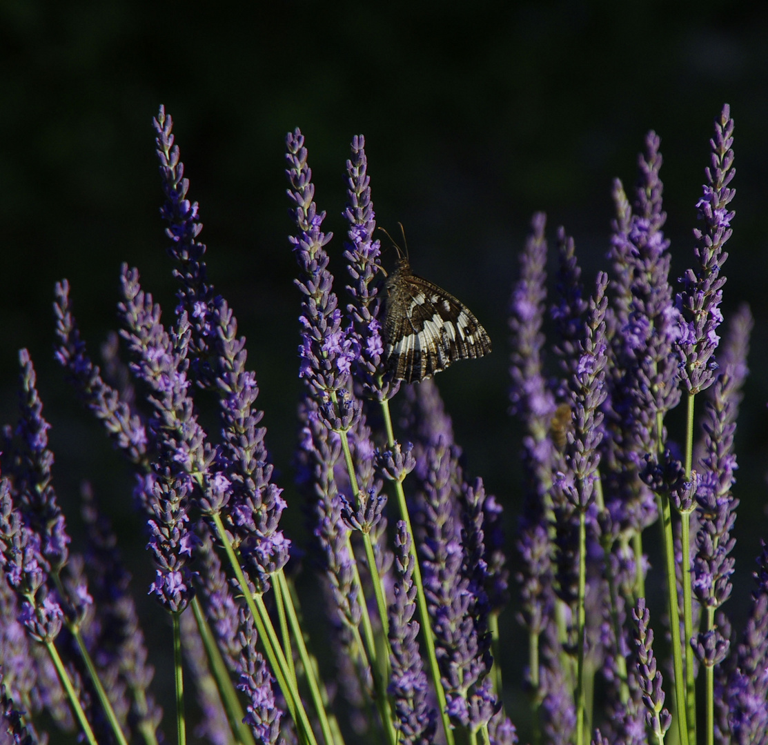 Falter am Lavendel