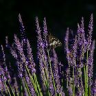 Falter am Lavendel