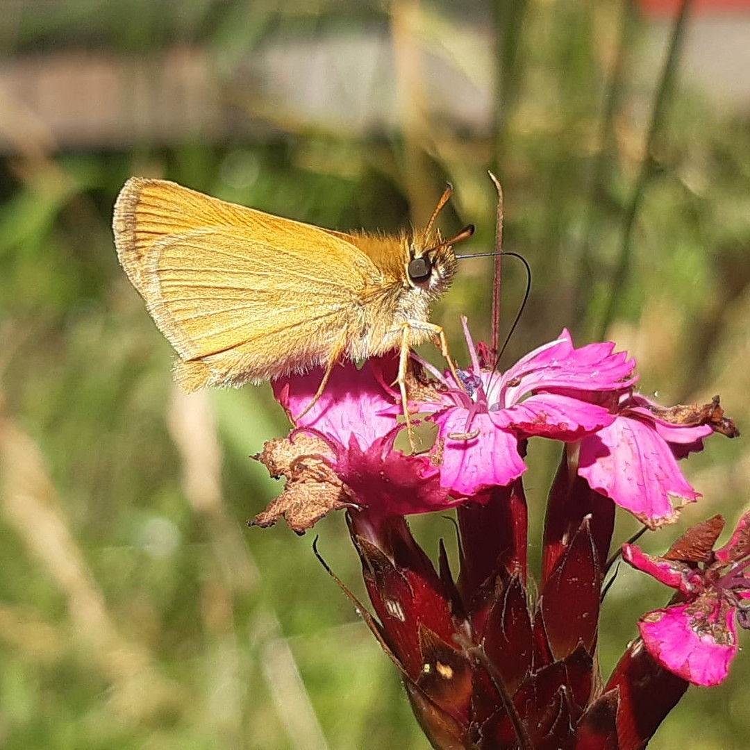 Falter an der Blüte 