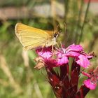 Falter an der Blüte 