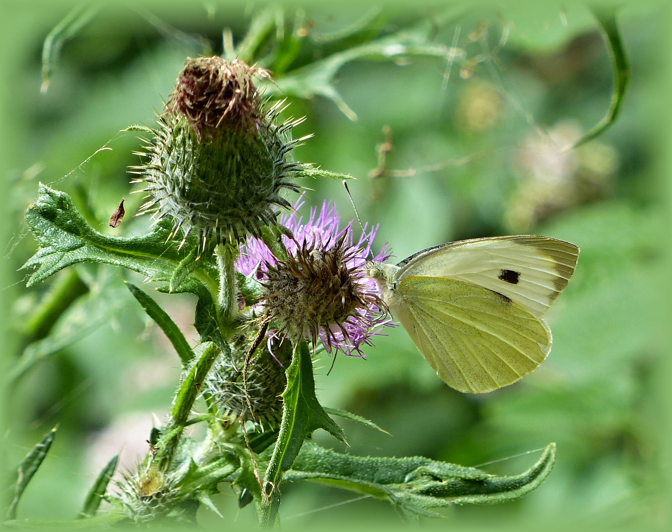 Falter an Distel