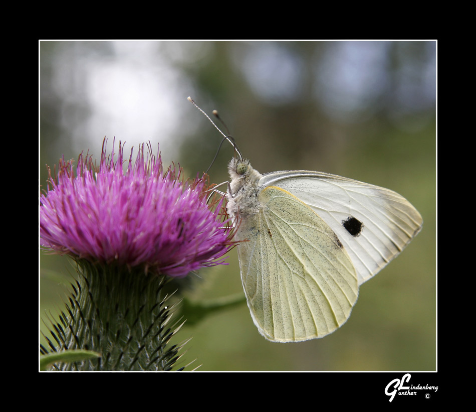 Falter an Distel = Distelfalter ? Nein ein Kohlweißling :-)