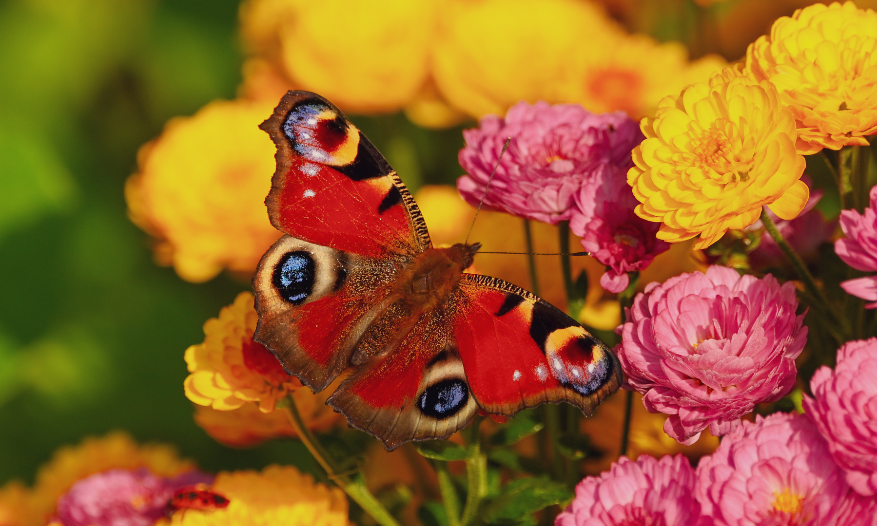 Falter an Herbstblume