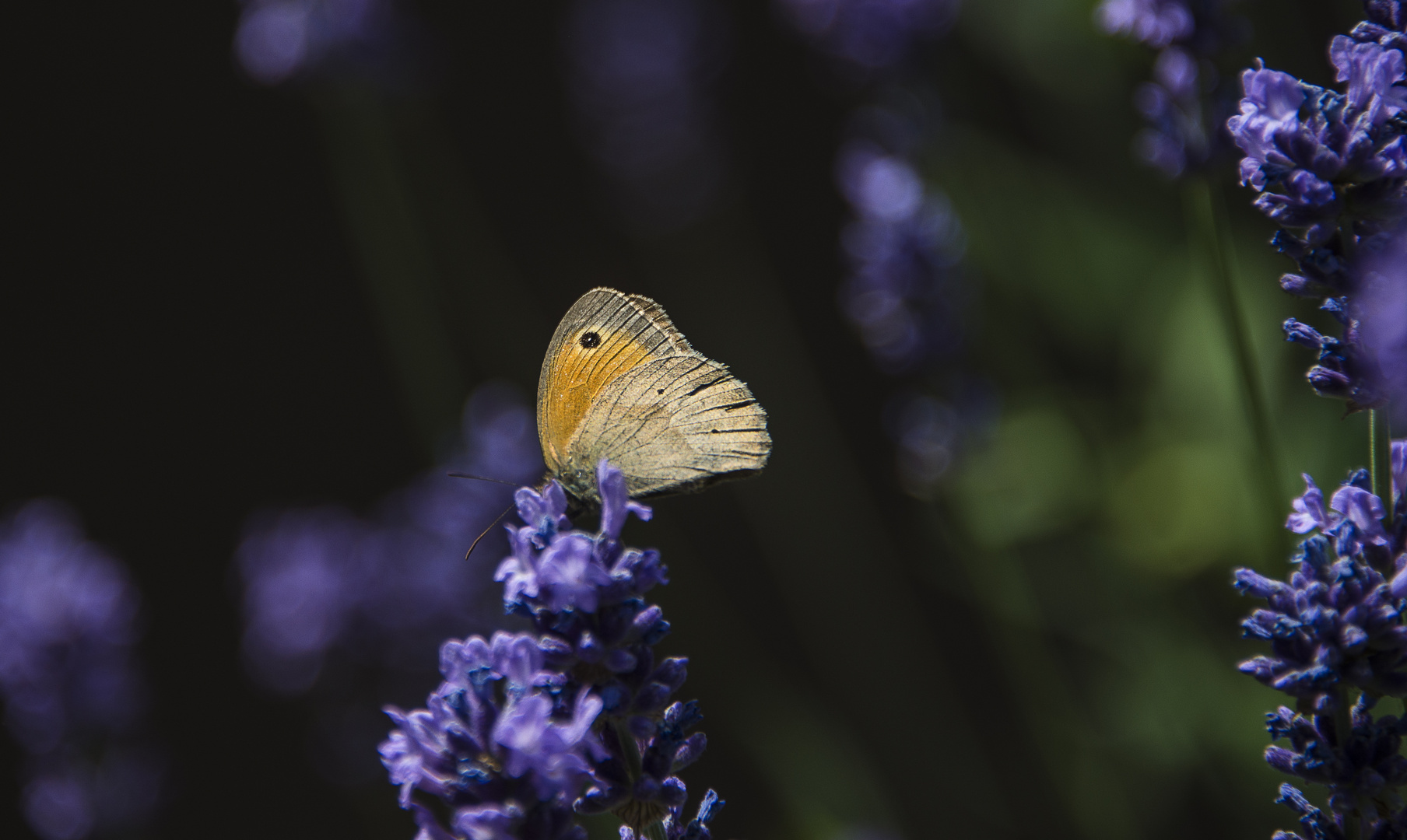 Falter an Lavendel