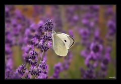 Falter an Lavendel