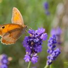 Falter an Lavendel