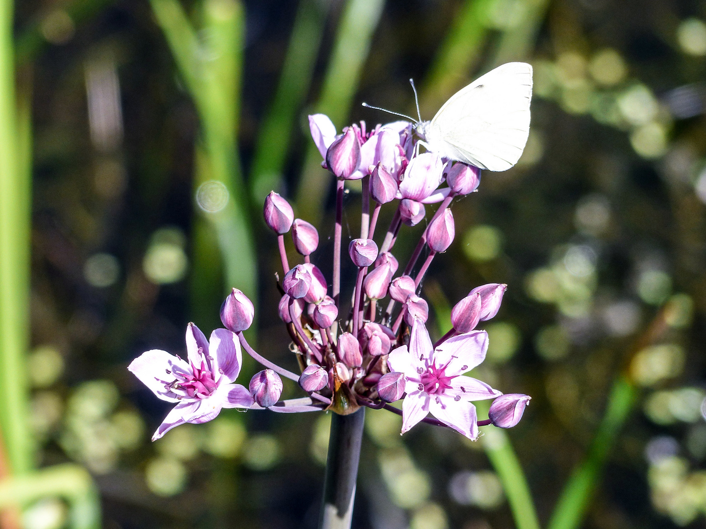 Falter an Schwanenblume