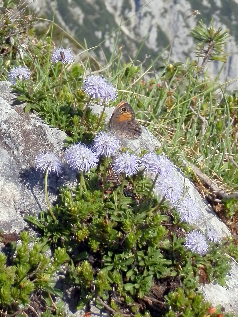 Falter auf Alpen-Kugelblume