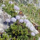 Falter auf Alpen-Kugelblume