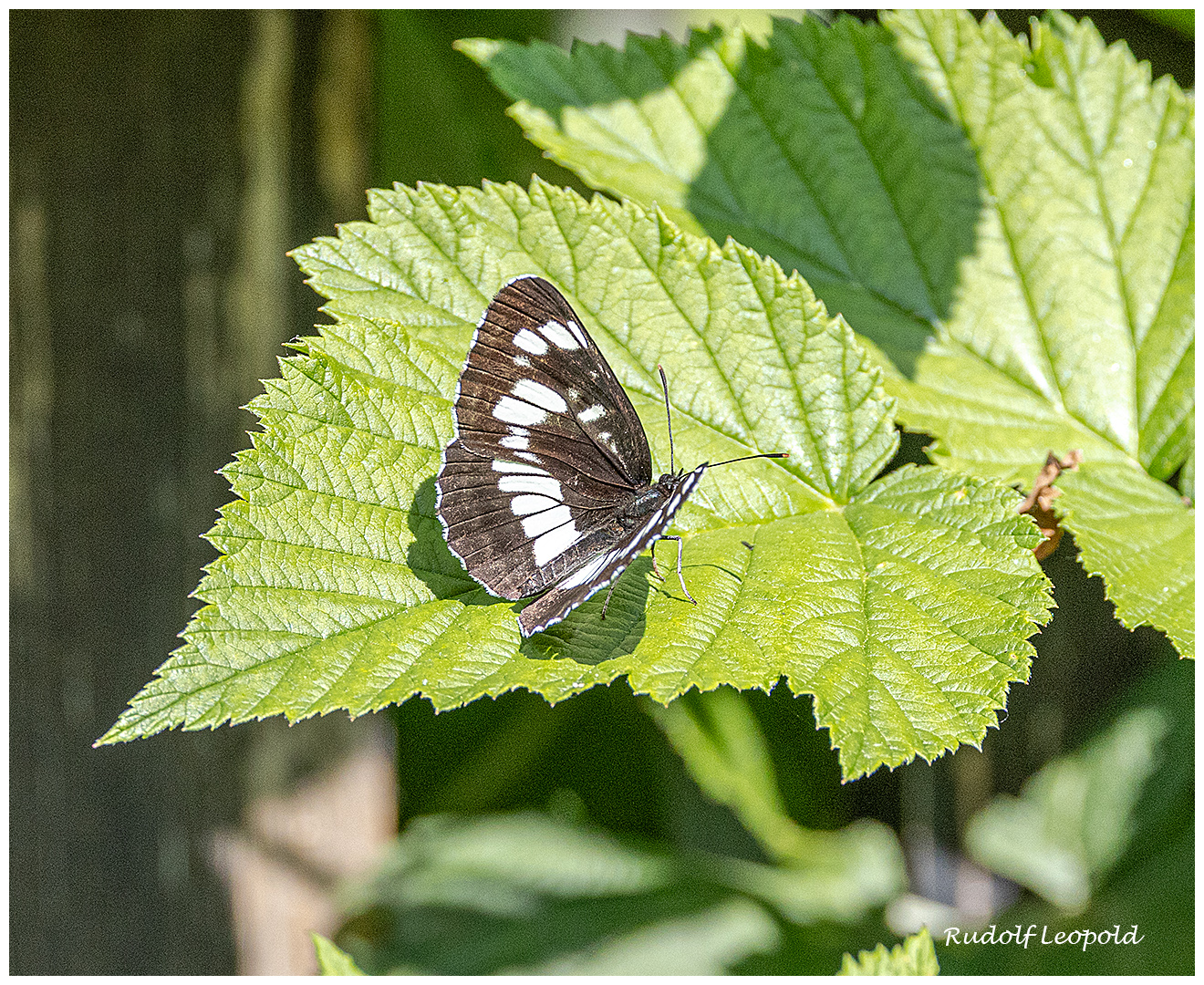 Falter auf Blatt