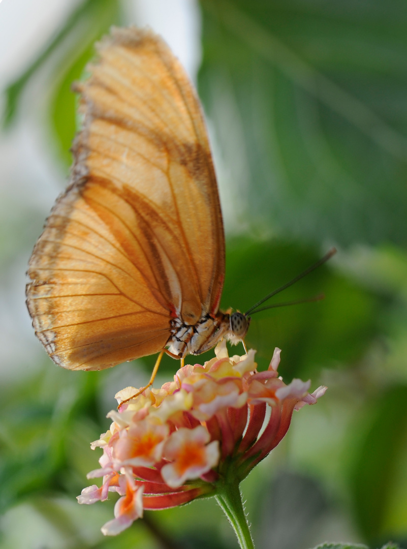 Falter auf Blüte 1