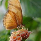 Falter auf Blüte 1