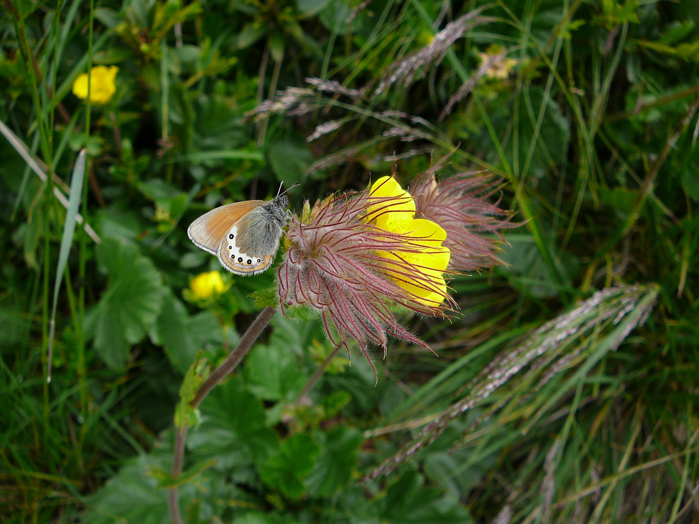 Falter auf Blüte