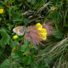 Falter auf Blüte