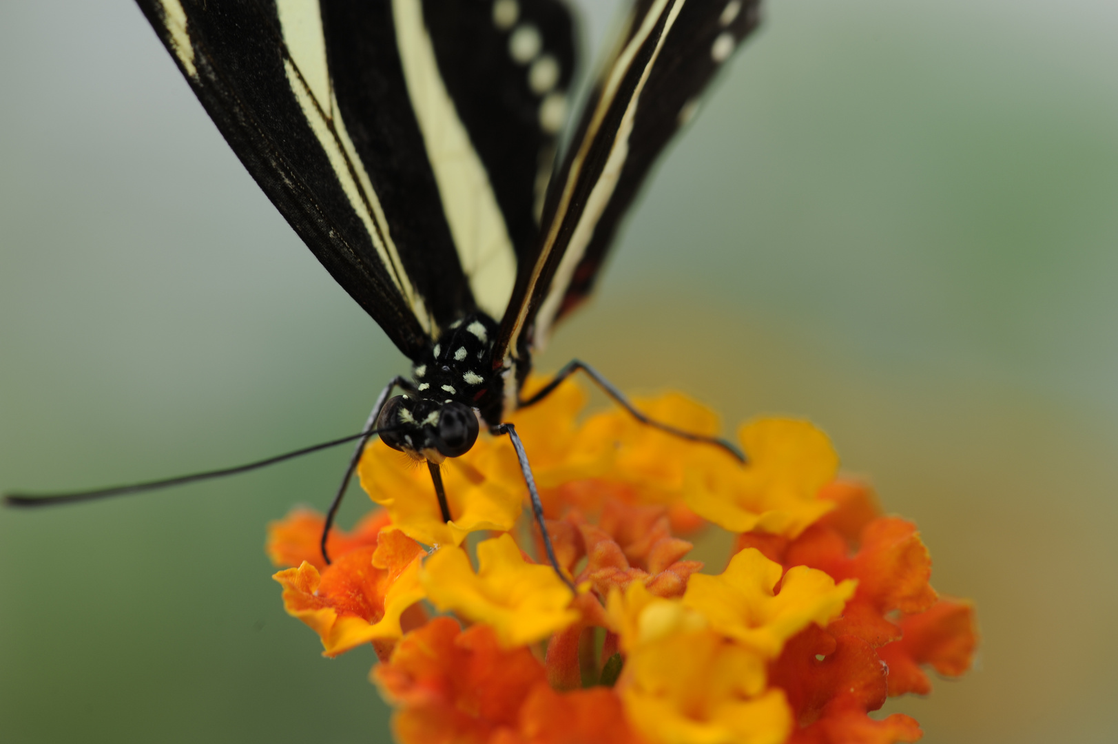 Falter auf Blüte 2