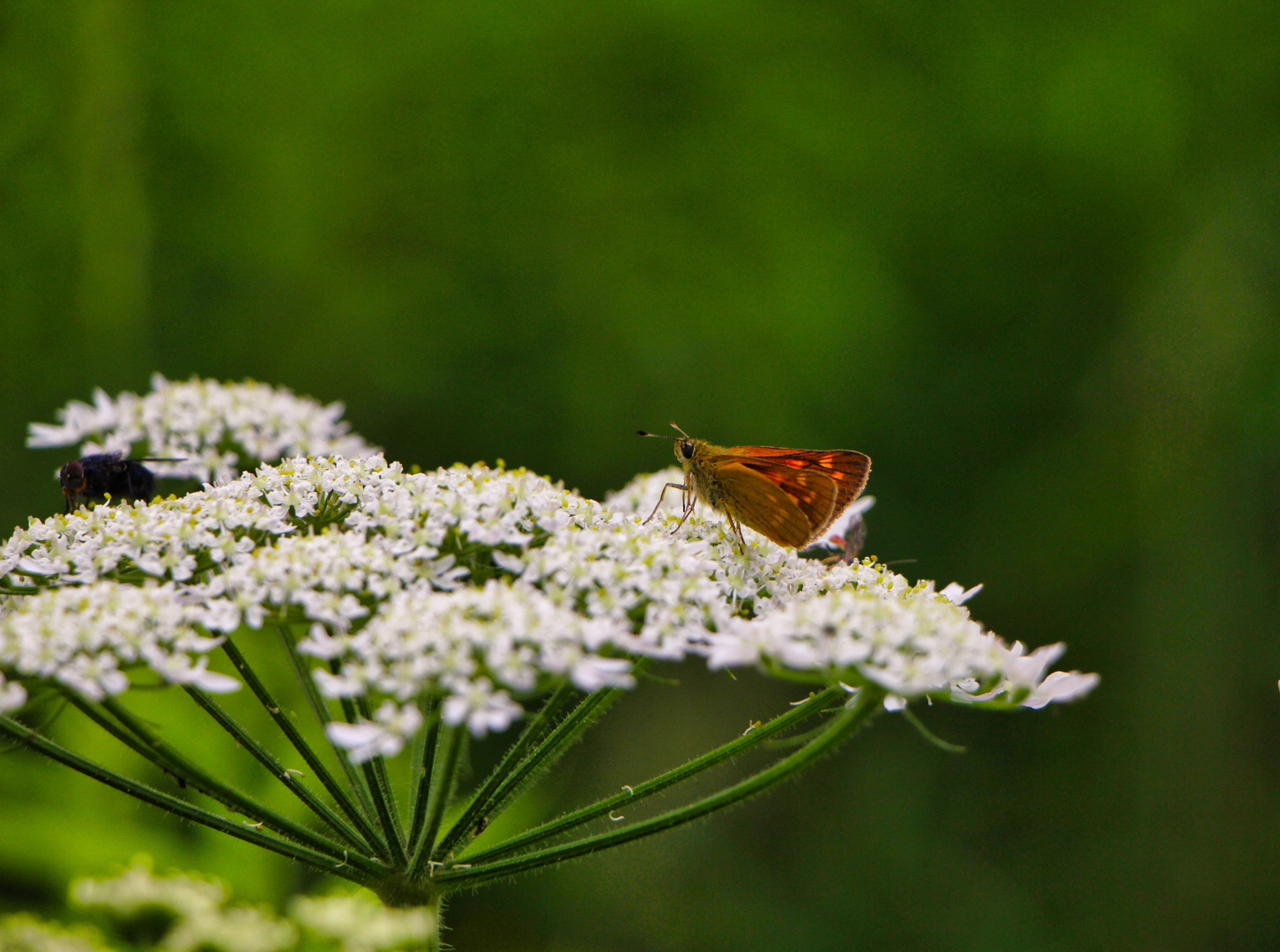 Falter auf Blüte 2