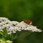 Falter auf Blüte 2