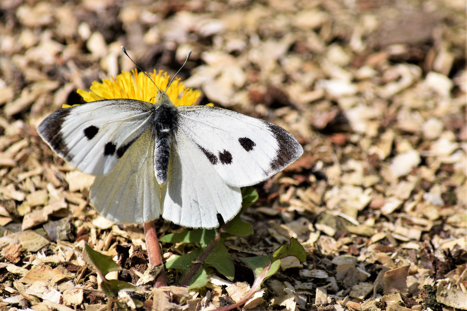 Falter auf Blüte