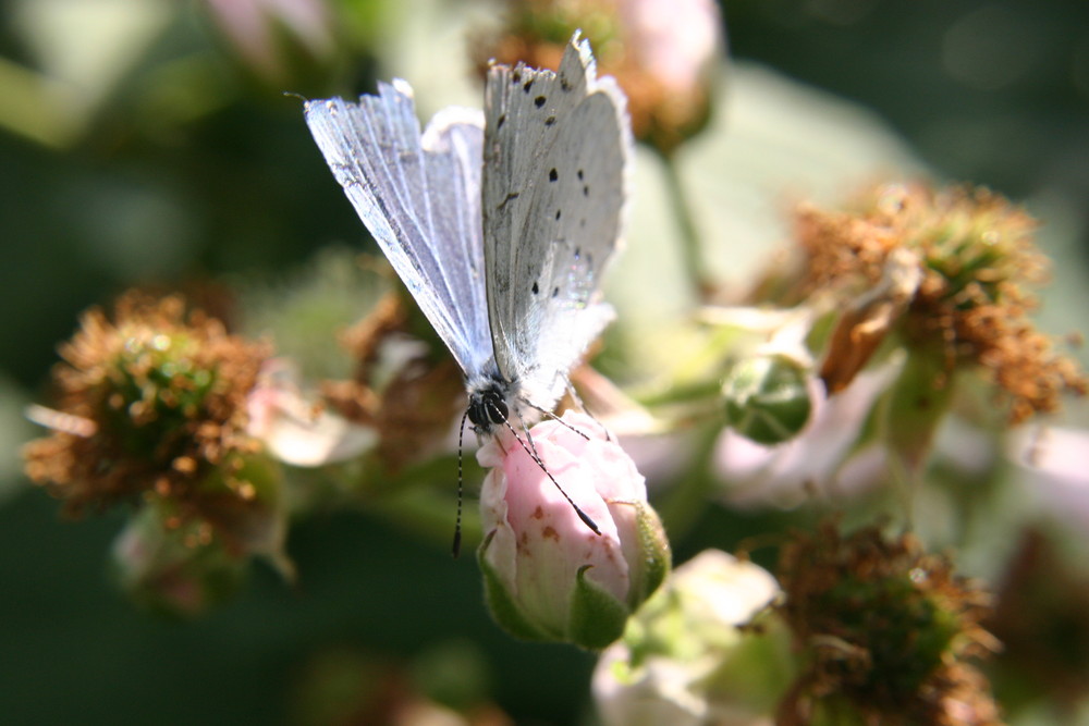 Falter auf Blüte