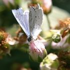 Falter auf Blüte