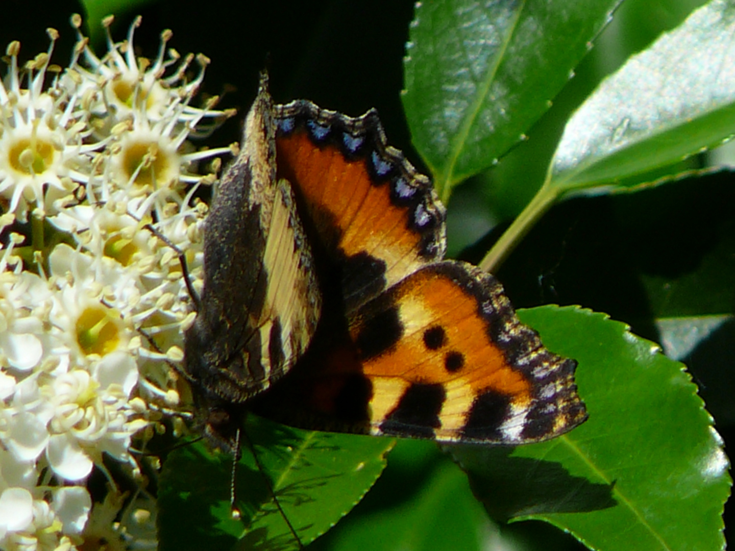 Falter auf Blüte(?)