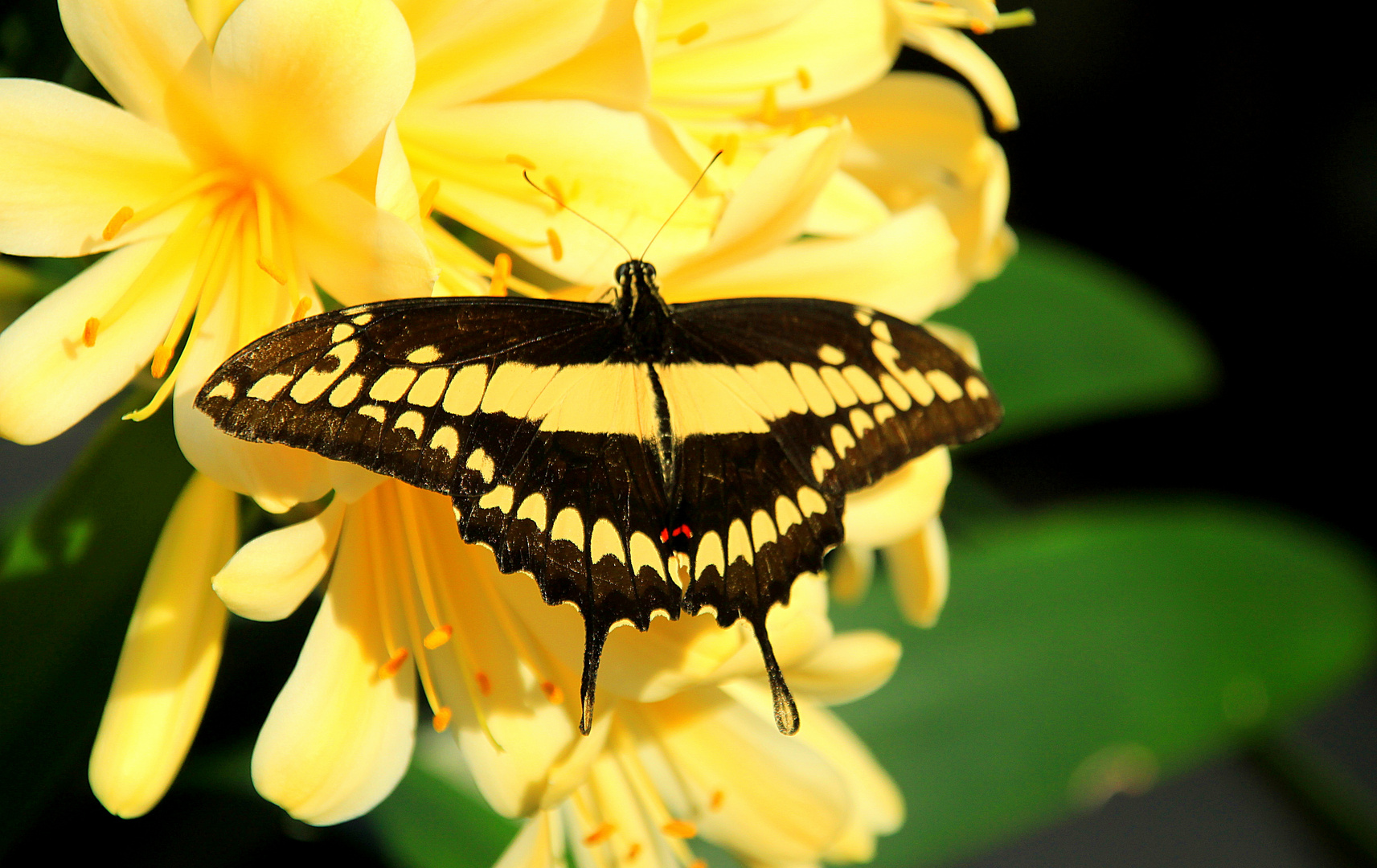 Falter auf Blüte