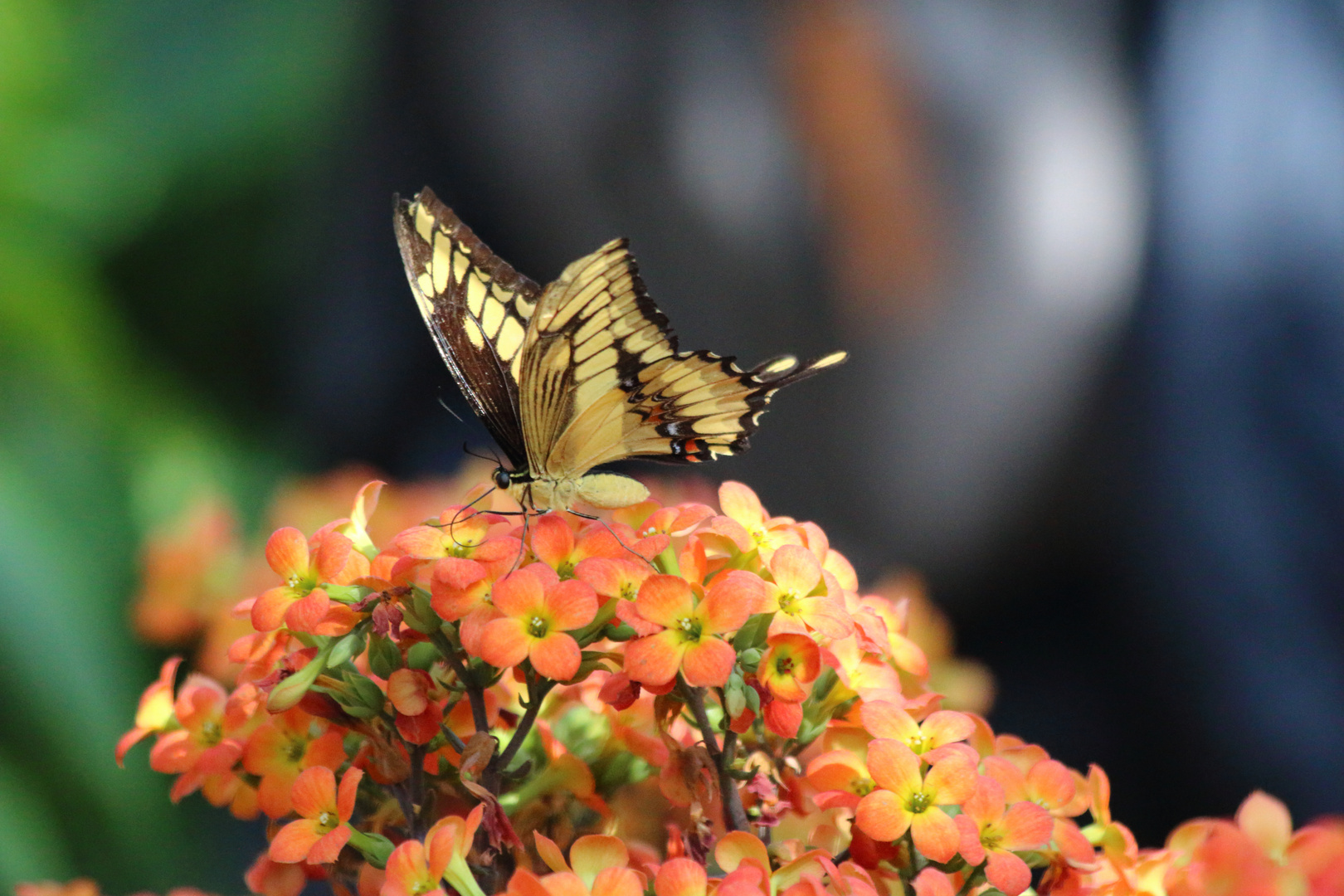 Falter auf Blüte