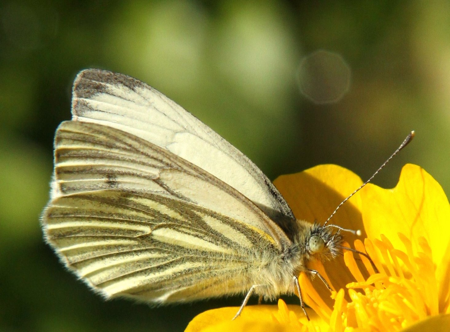 Falter auf Blüte