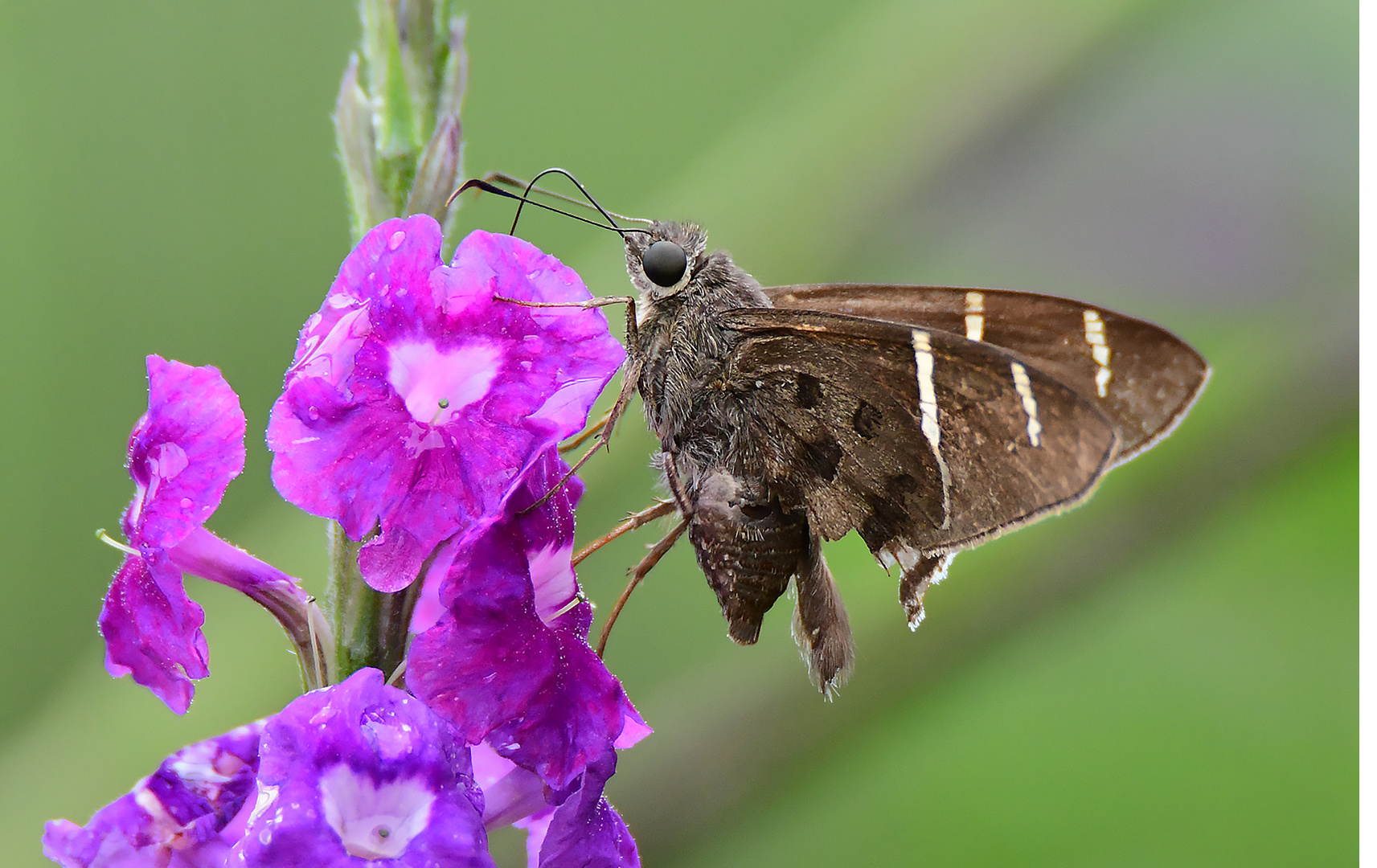 Falter auf Blüte