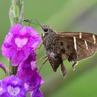 Falter auf Blüte