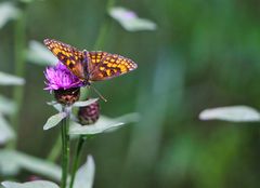 Falter auf Blüte