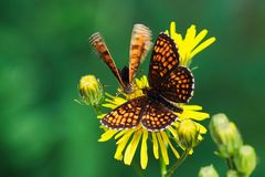 Falter auf Blüte
