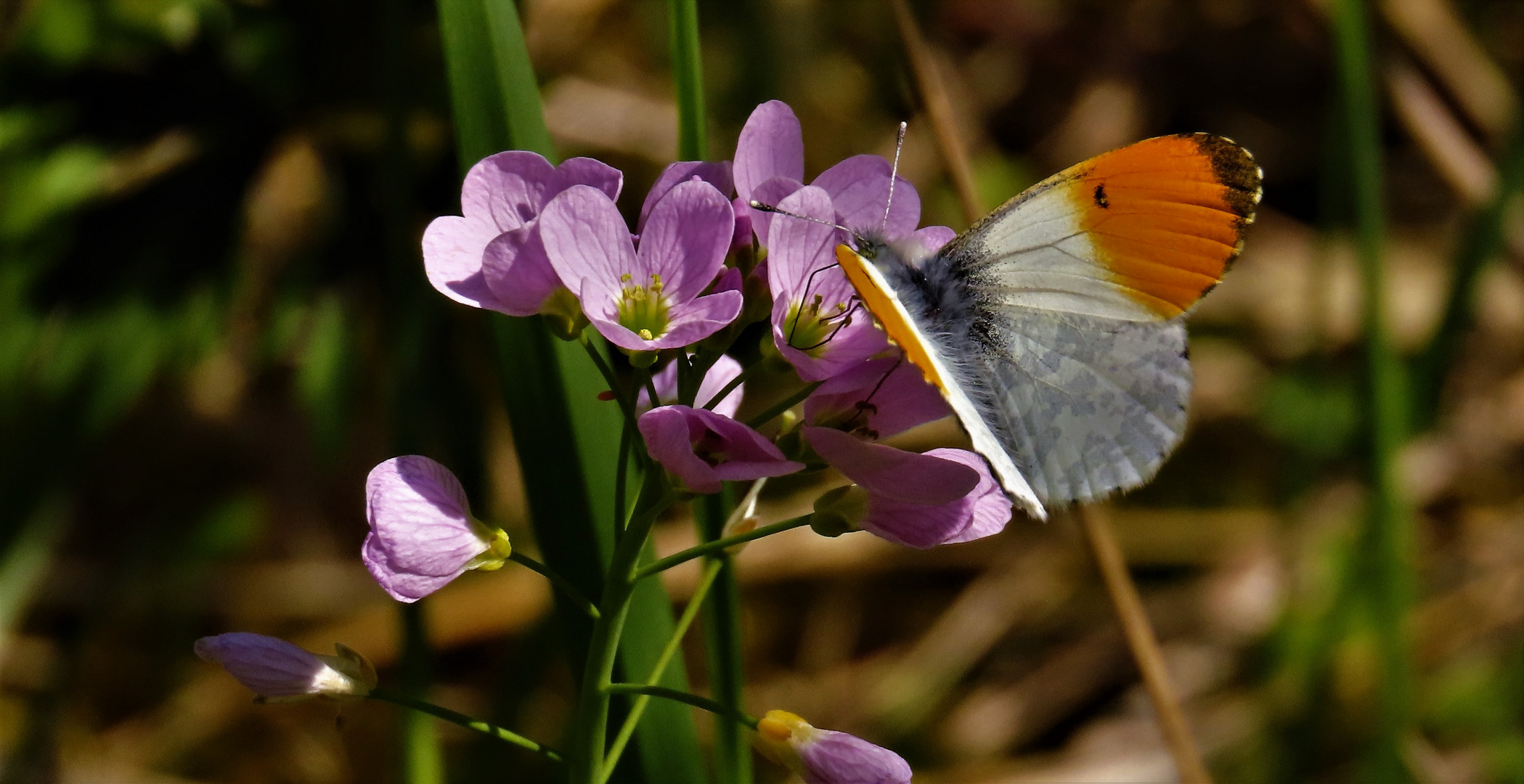 Falter auf Blüte