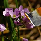 Falter auf Blüte