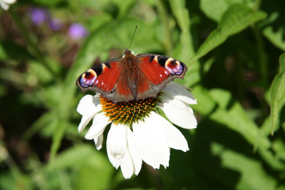 Falter auf Blüte - LaGa SA 2006