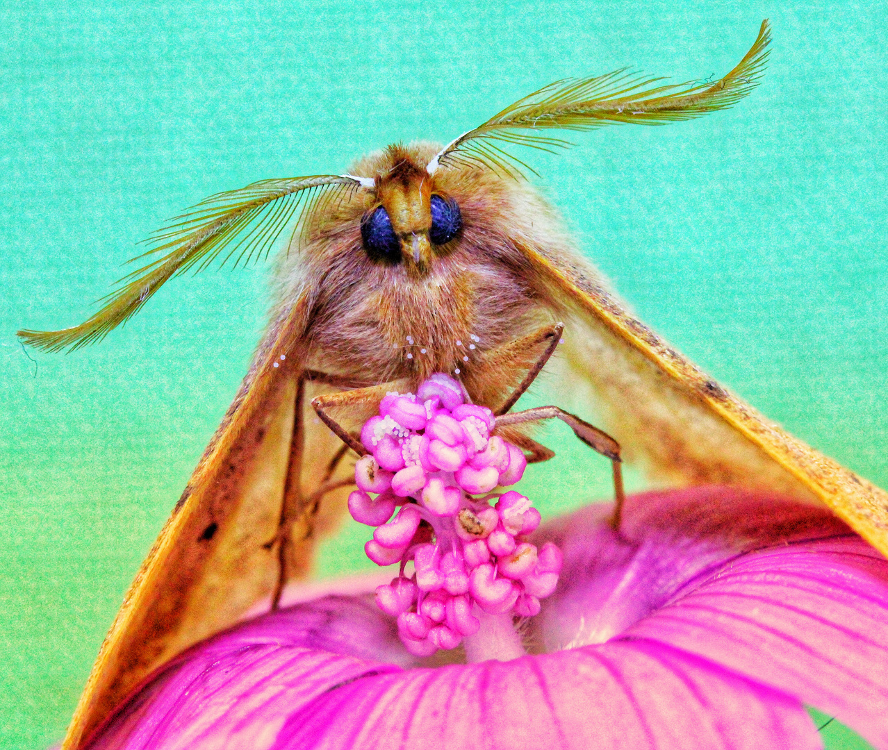 Falter auf Blume