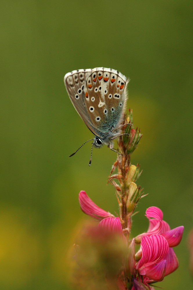 Falter auf Blume