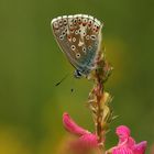 Falter auf Blume