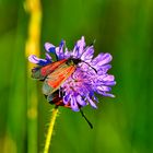 Falter auf Blume