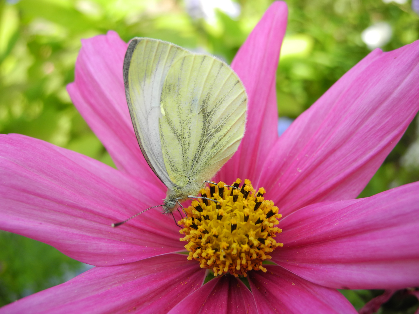 Falter auf Cosmea